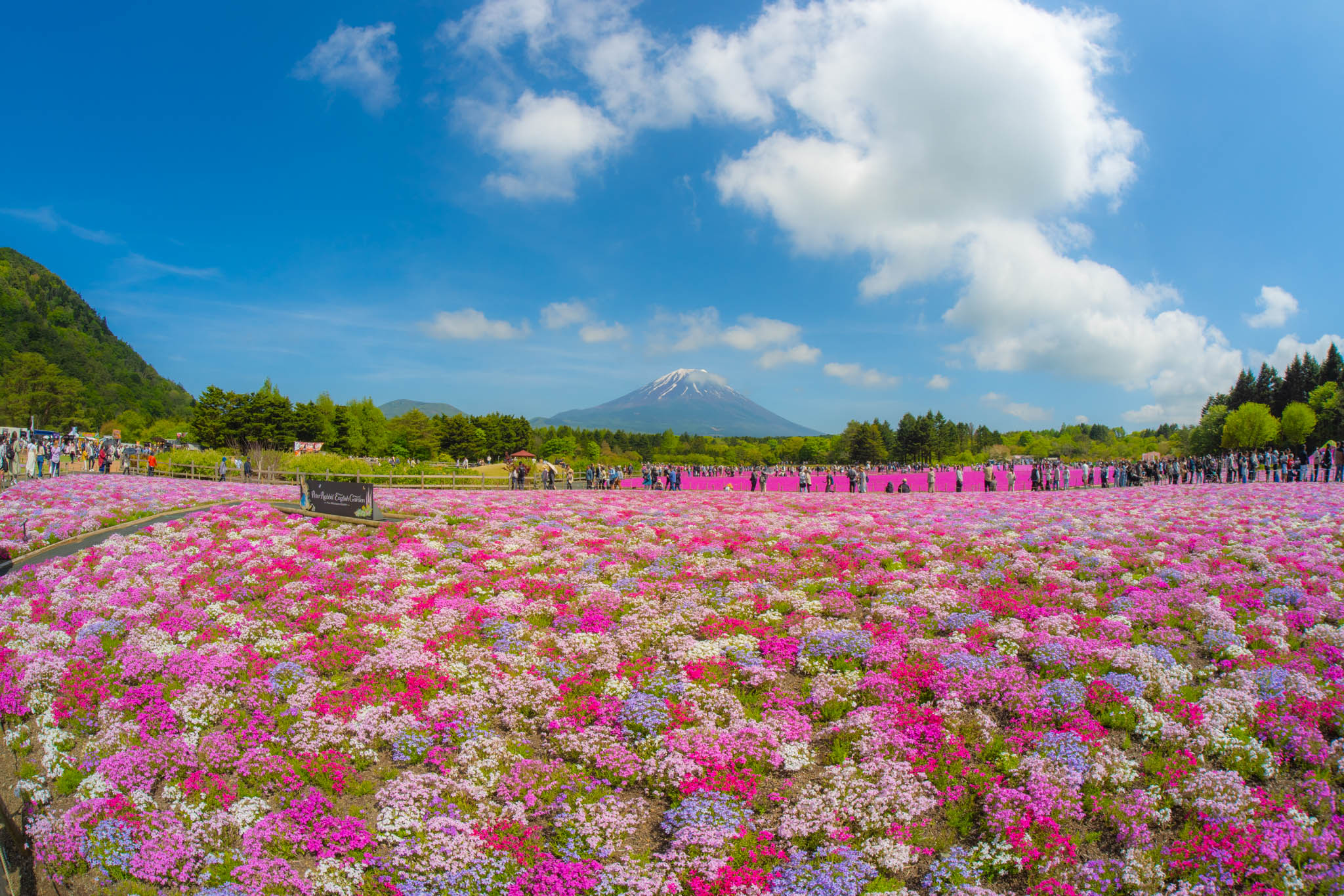 富士山と共に咲き誇る芝桜とネモフィラ：春の風景を巡る旅 | 愉しむ