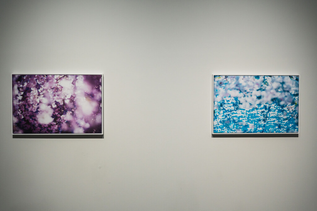 蜷川実花《VIRA》展示室1の展示風景