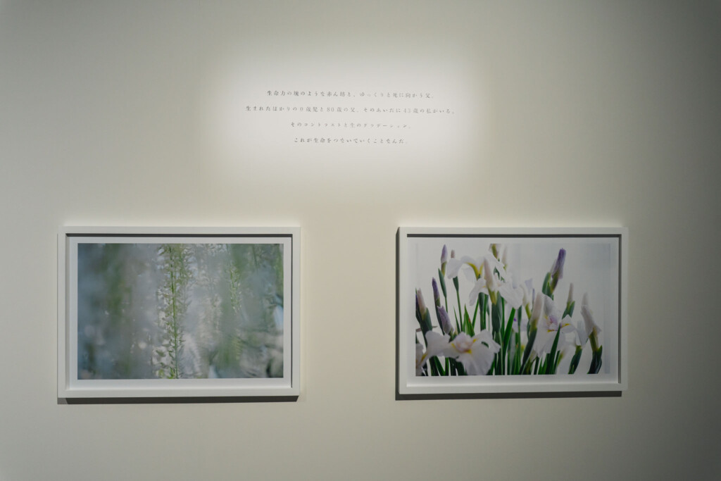 蜷川実花《うつくしい日々》写真とテキストの展示